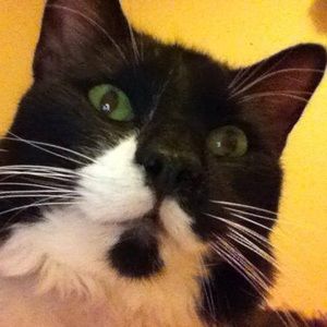 Meet your Posher, Molly